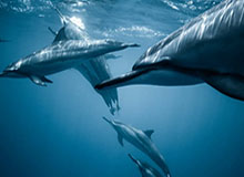 Xingkong Yule-【科普】国安尚未锁定明年亚冠席位 沪上双雄仍有戏